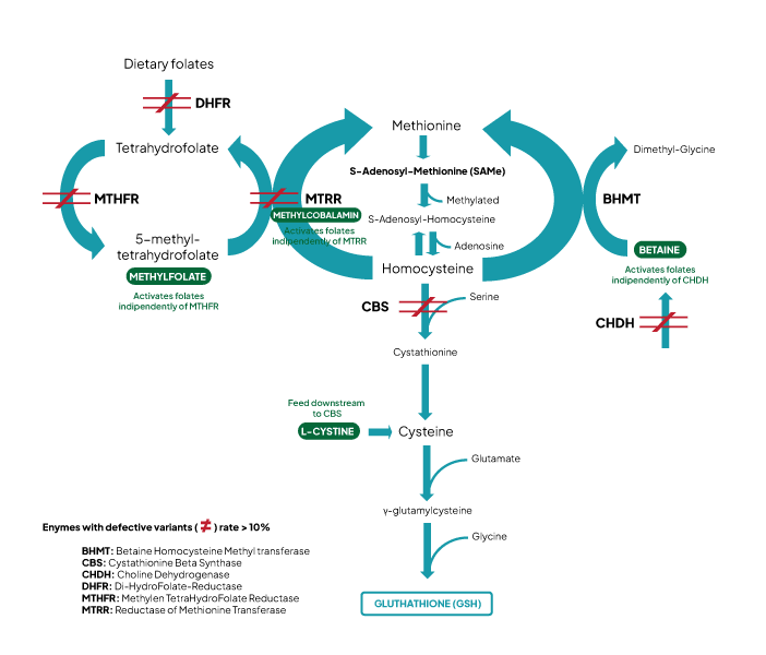 symptoms of low glutathione in the body Should I be concerned about my MTHFR variant? — Parthenogen Europe